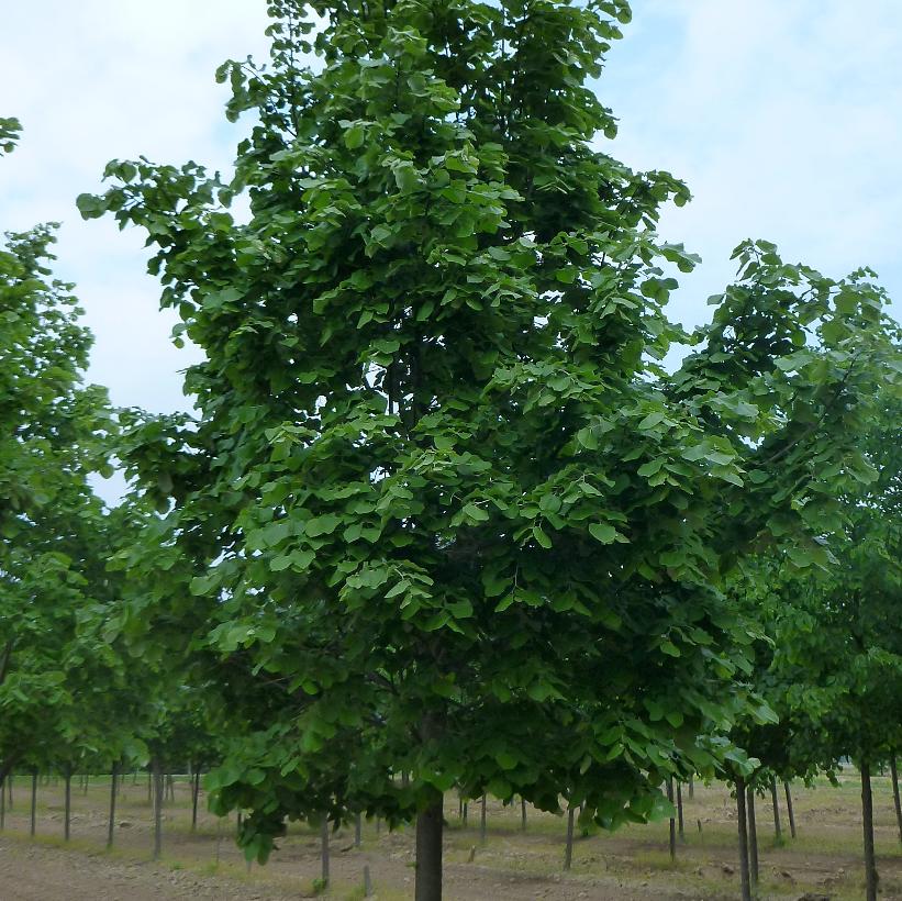 Silver Linden