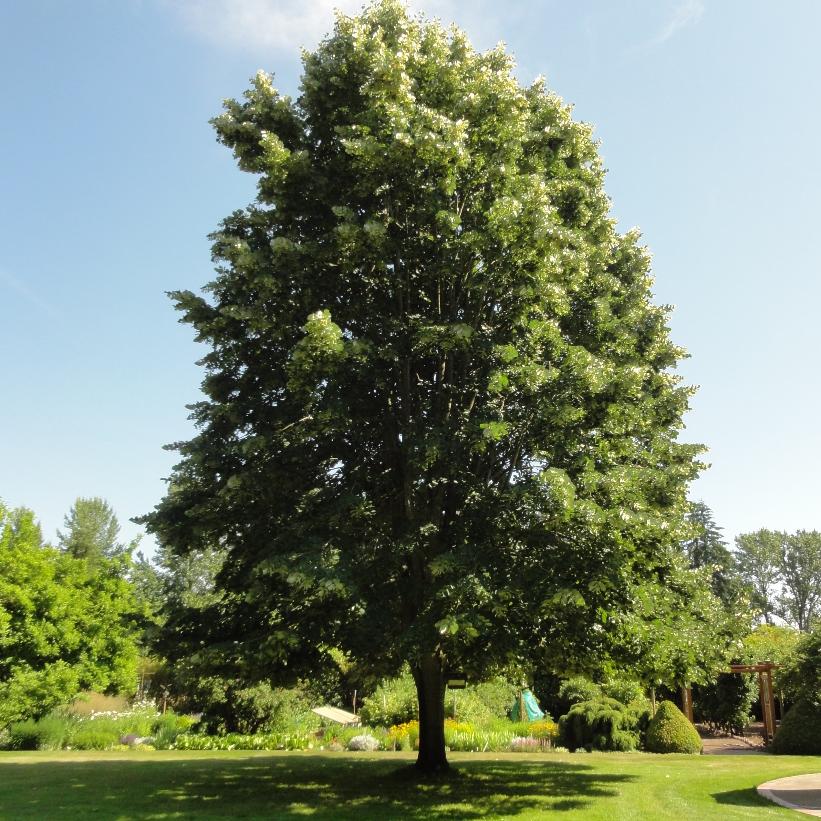 Sterling Silver Linden