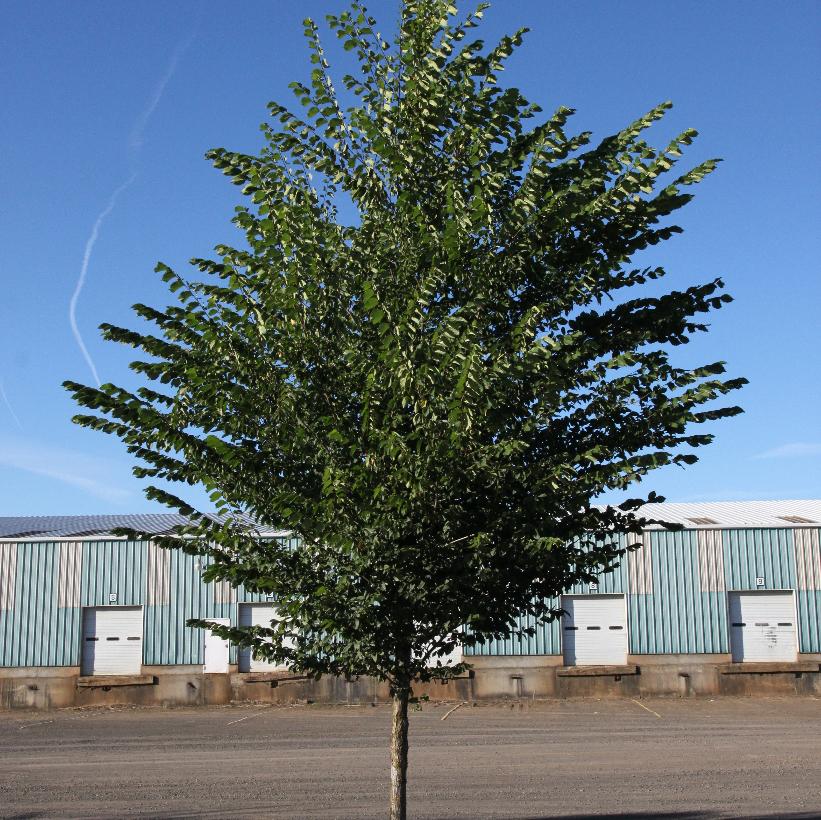 Princeton Elm