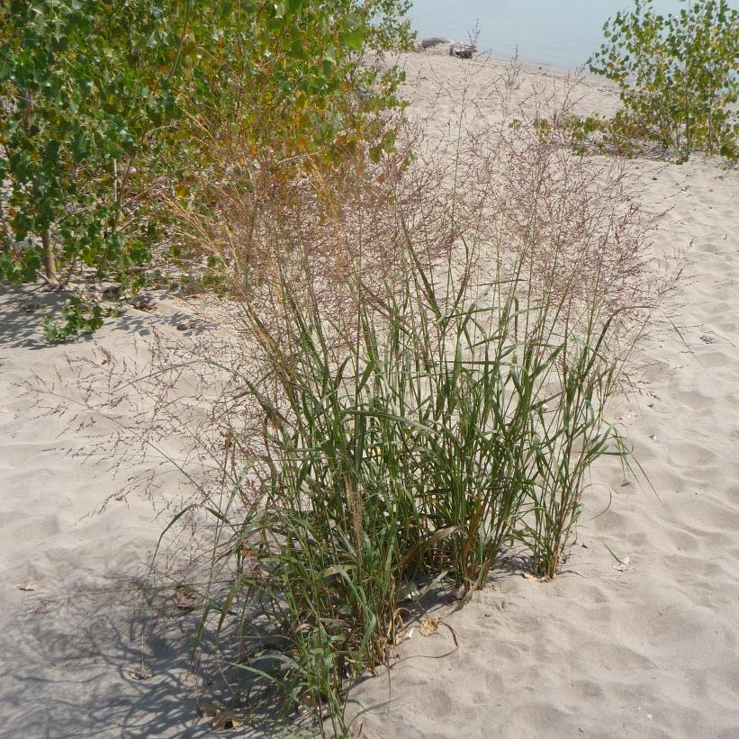 Switch Grass