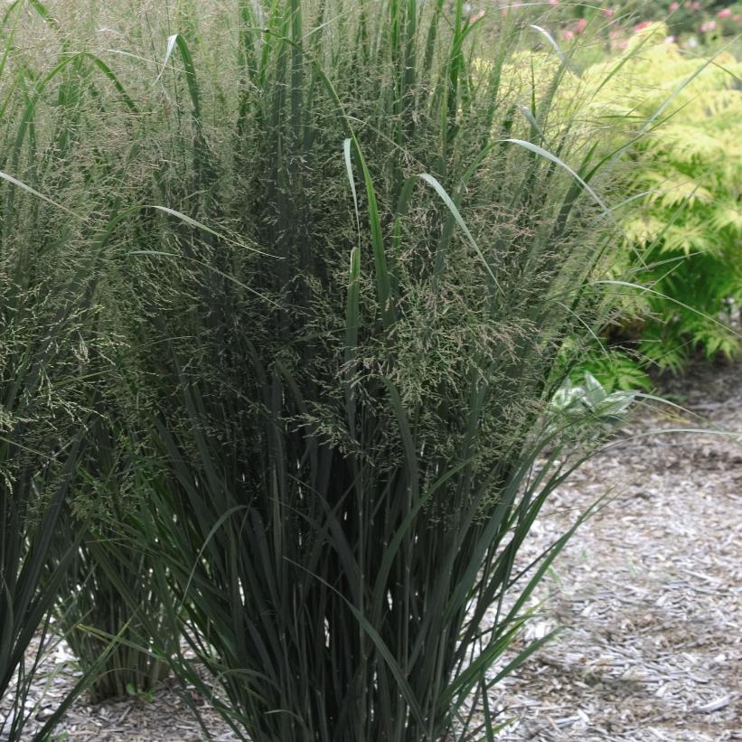 Northwind Switch Grass