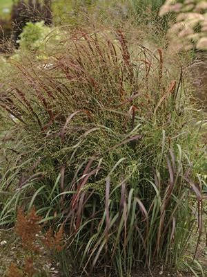 Prairie Fire Switch Grass