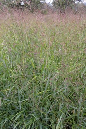 Red Ray Switch Grass, Red Switch Grass - Panicum virgatum &
