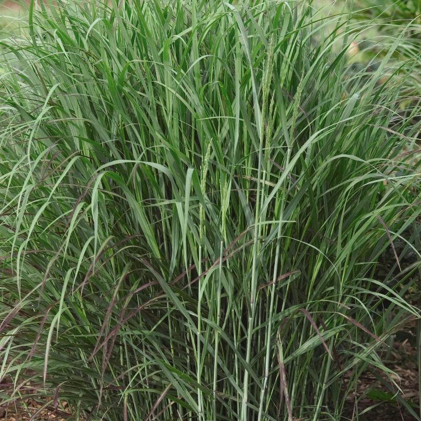 Shenandoah Switch Grass, Red Switch Grass