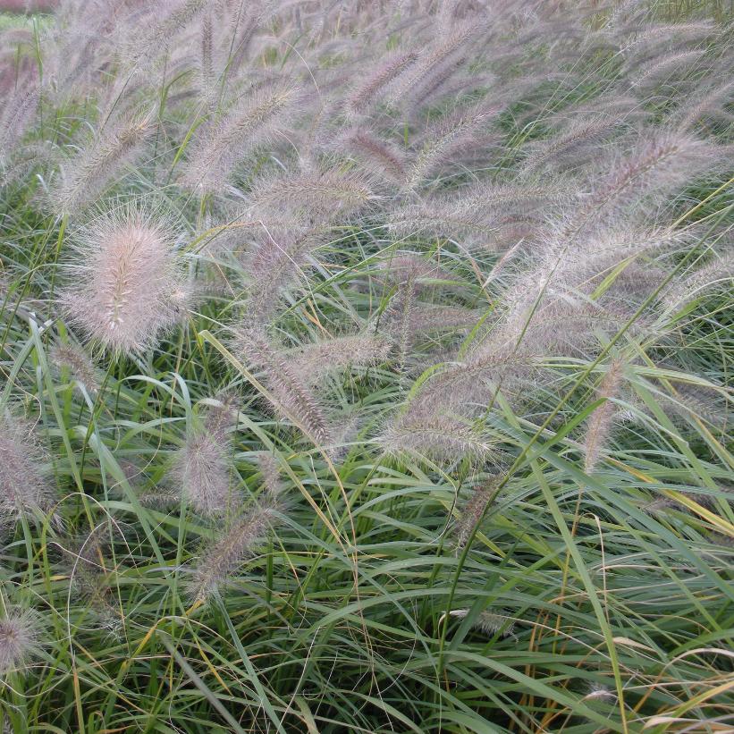 Fountain Grass, Australian Fountain Grass, Chinese Pennisetum