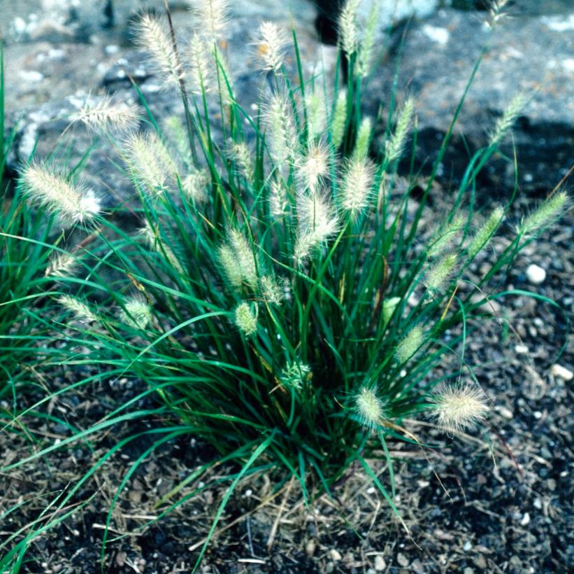 Cassian Fountain Grass