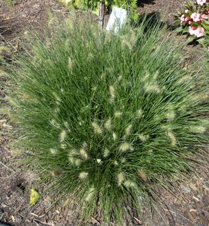 Little Bunny Miniature Fountain Grass