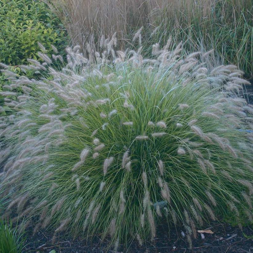 Piglet Fountain Grass