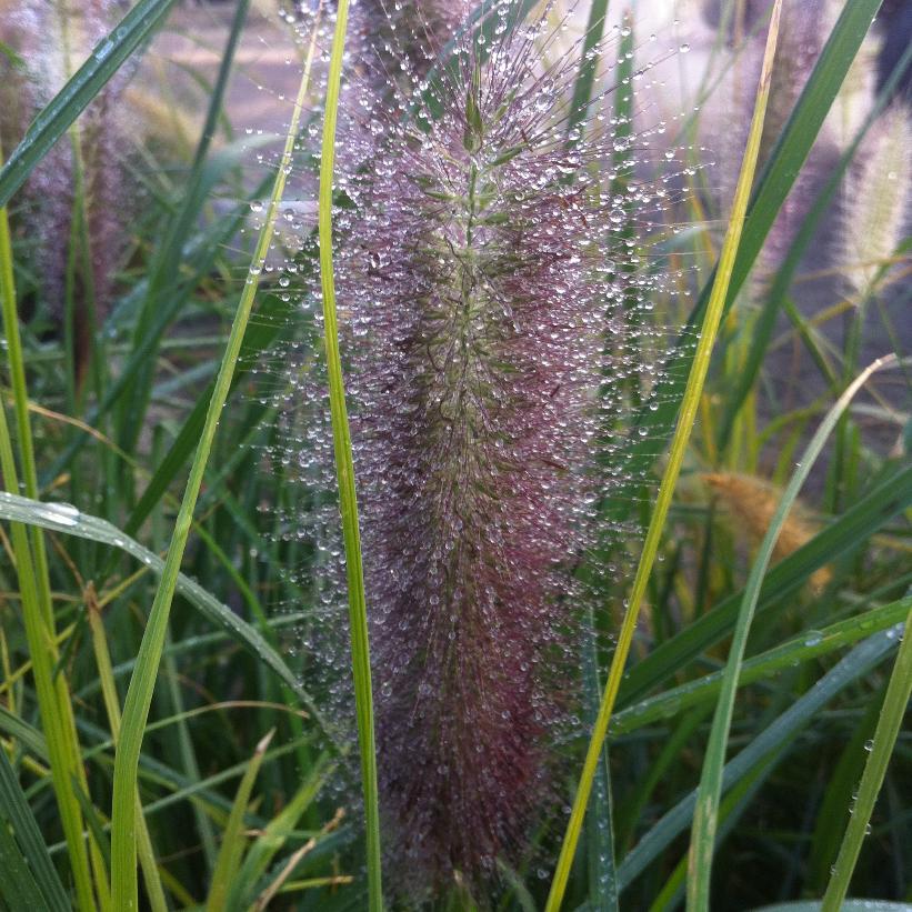 Red Head Fountain Grass
