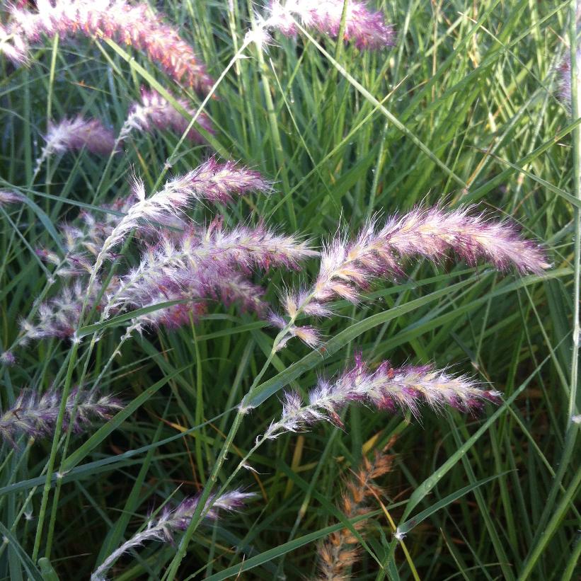 Karley Rose Oriental Fountain Grass