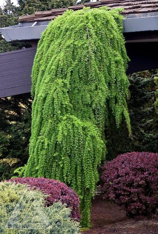 Weeping European Larch