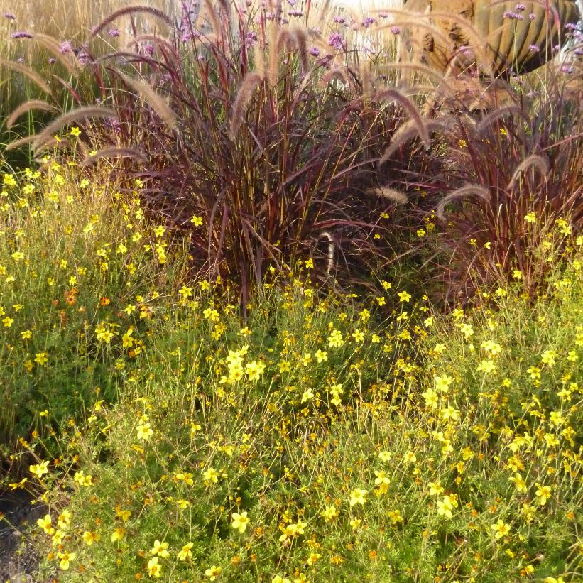 Rubrum Purple Fountain Grass