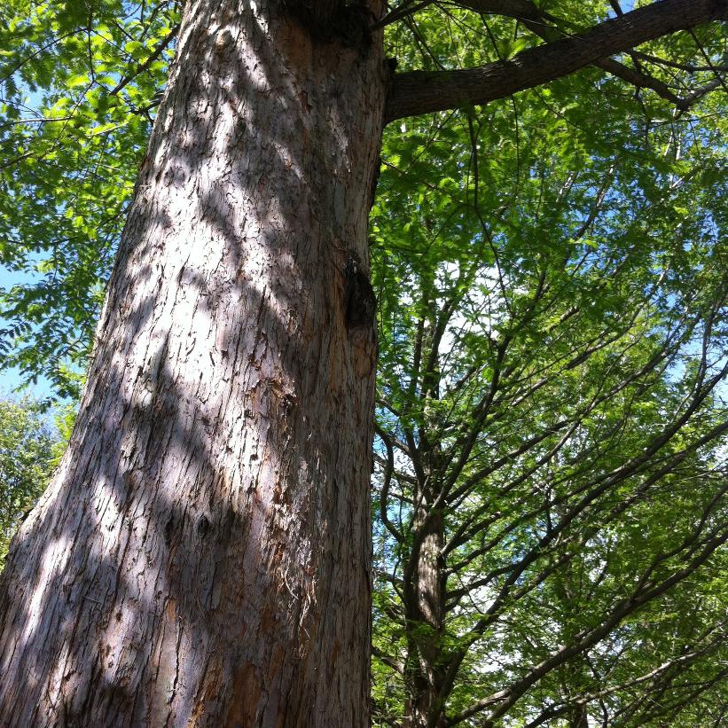 Dawn Redwood