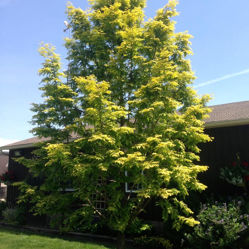Gold Rush Dawn Redwood
