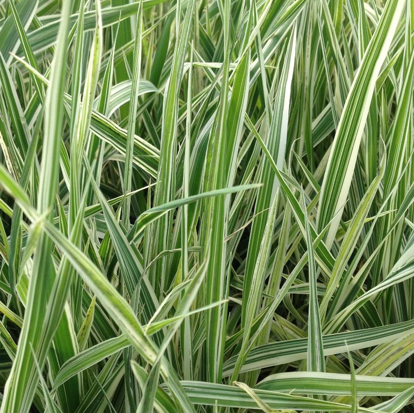 Variegated Ribbon Grass, Gardener&