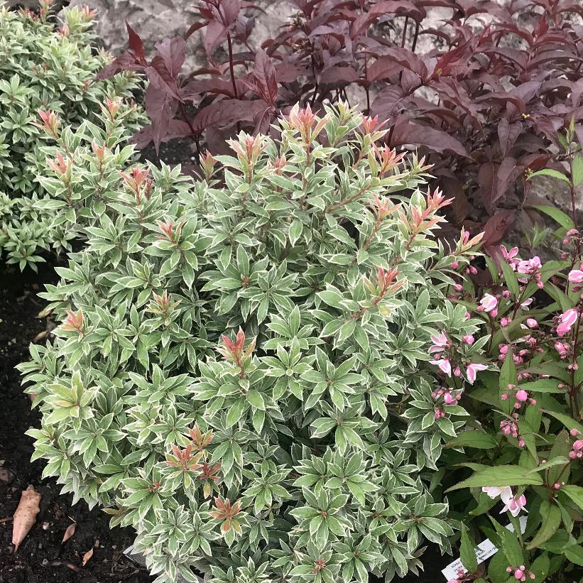 Little Heath Japanese Pieris, Little Heath Japanese Andromeda - Pieris japonica &