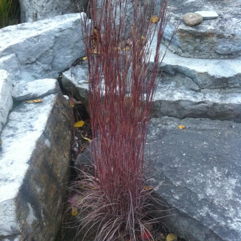 Little Bluestem