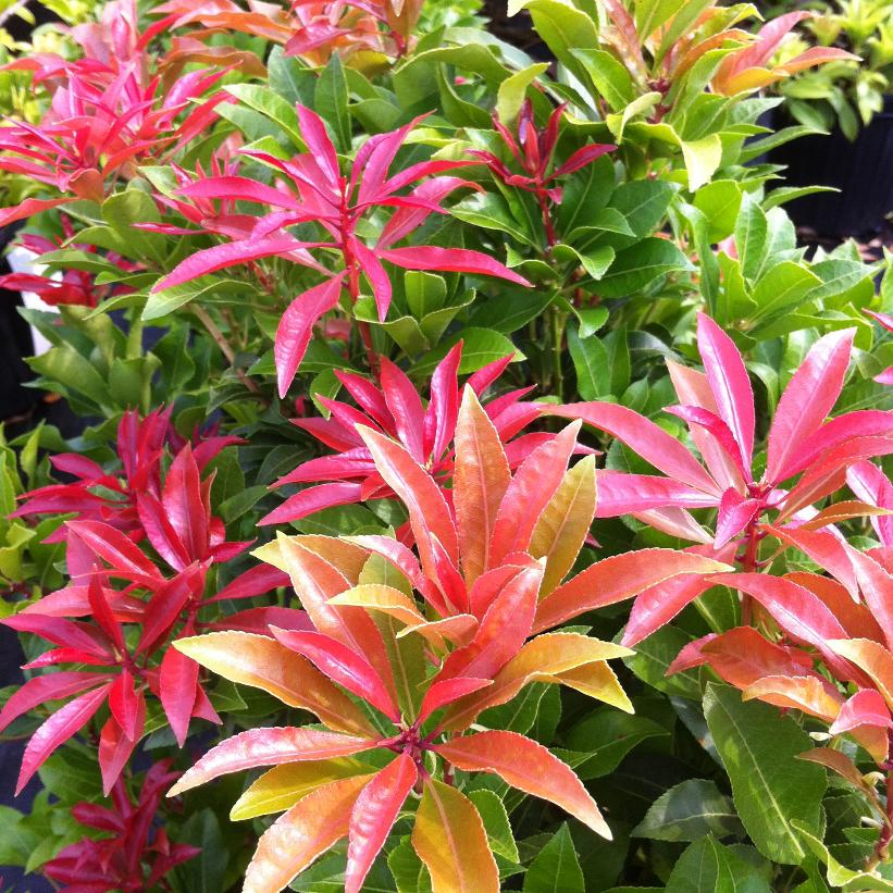 Mountain Fire Japanese Pieris, Mountain Fire Japanese Andromeda