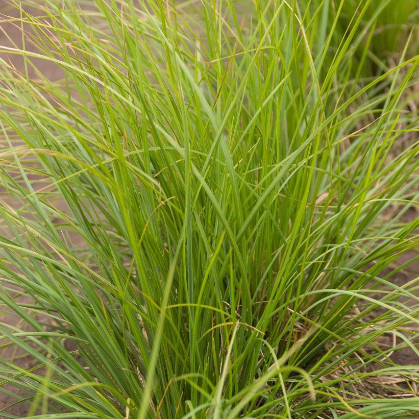 Autumn Moor Grass