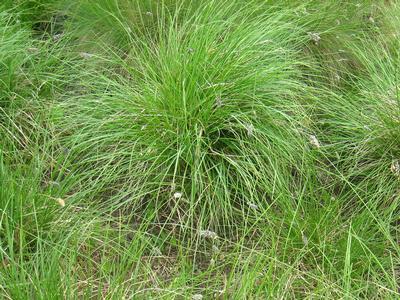 Blue Moor Grass