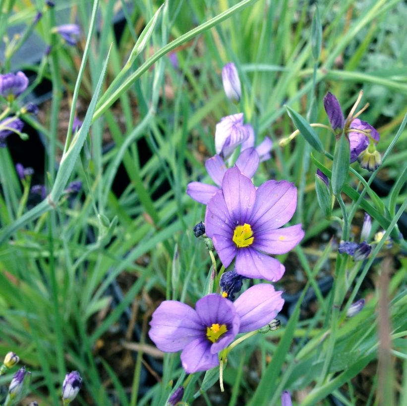 Blue-Eyed Grass