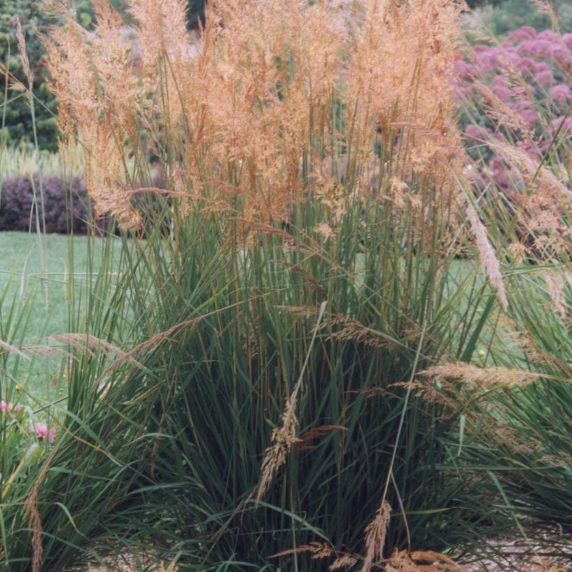 Indian Grass