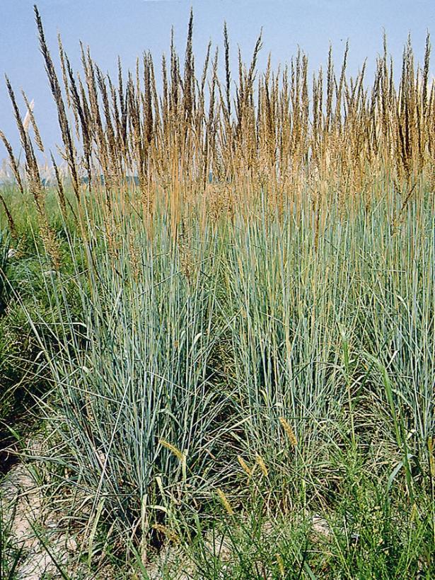 Indian Steel Grass, Indian Steel Wood Grass - Sorghastrum nutans &