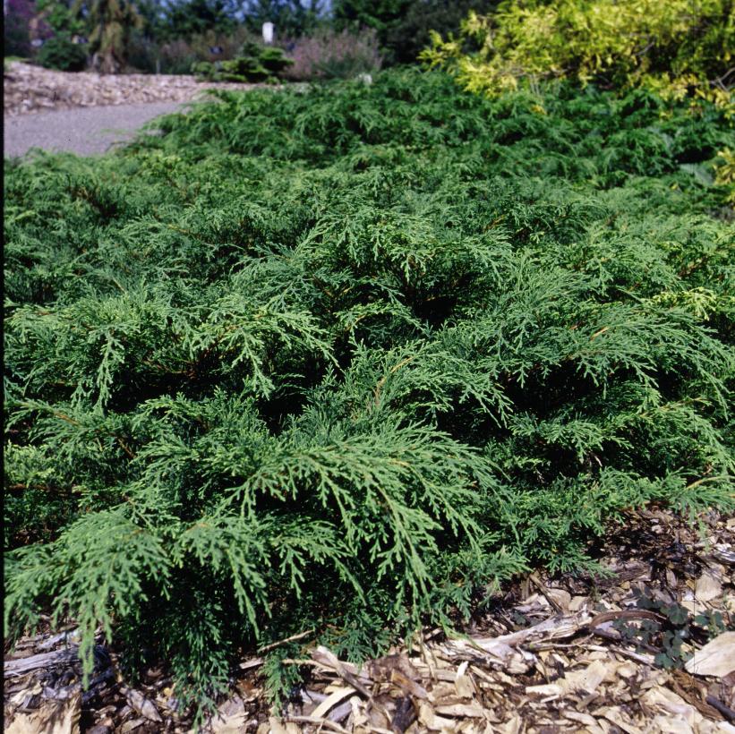 Siberian Carpet Cypress