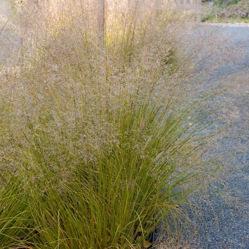 Prairie Dropseed