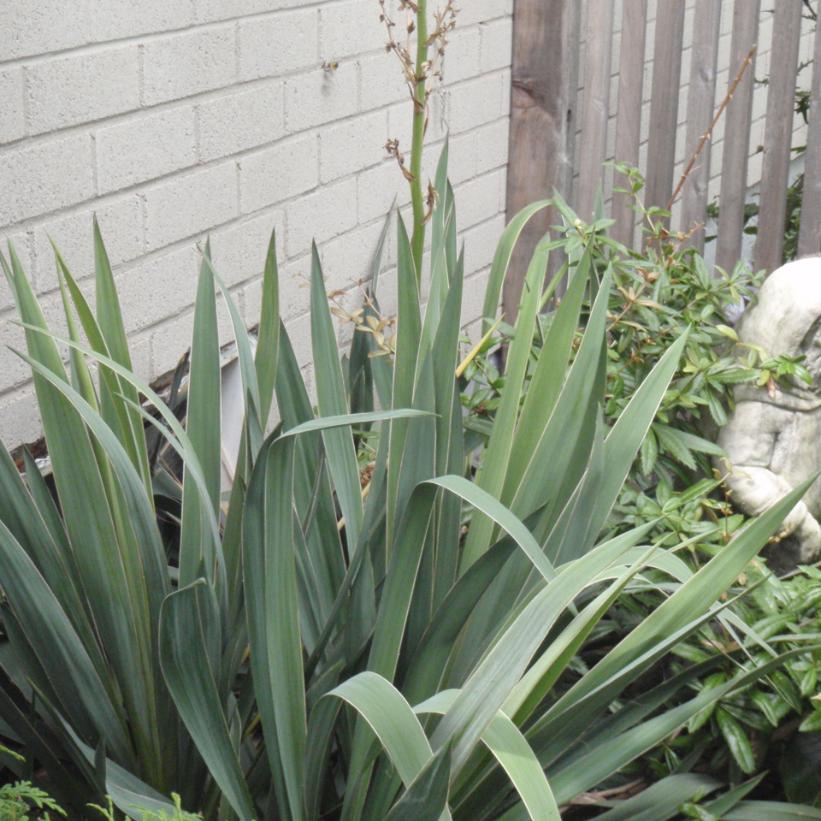 Yucca
