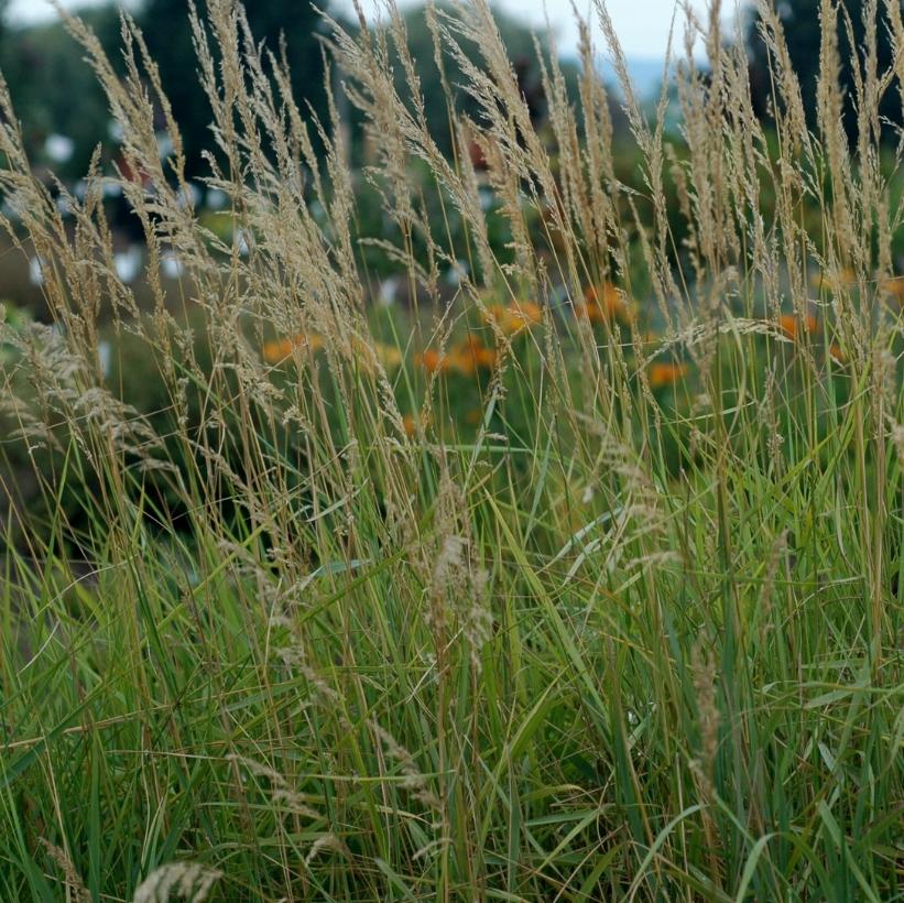Canada Bluejoint, Canadian Reedgrass, Marsh Reedgrass