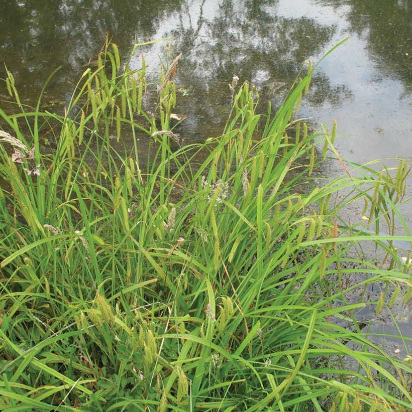 Fringed Sedge