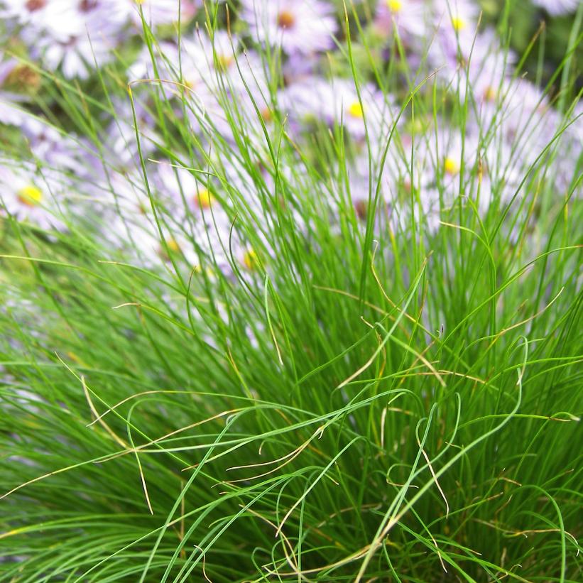 Bristle-leaf Sedge, Ivory Sedge - Carex eburnea