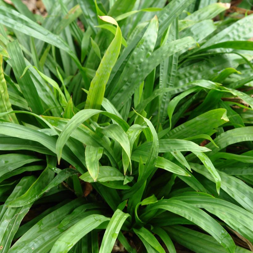 Plantain-leaved Sedge