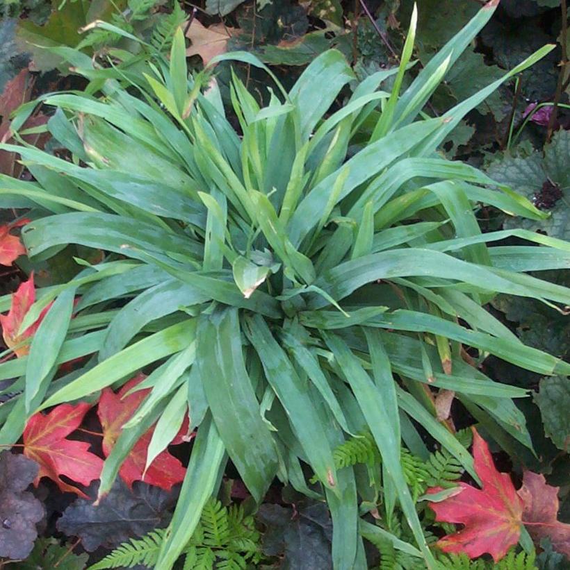 Silver Sedge, Blue Satin Sedge