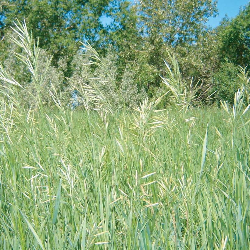 Sweet Grass, Vanilla Grass, Holy Grass
