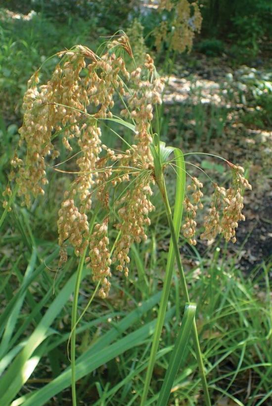 Wool Grass - Scirpus cyperinus