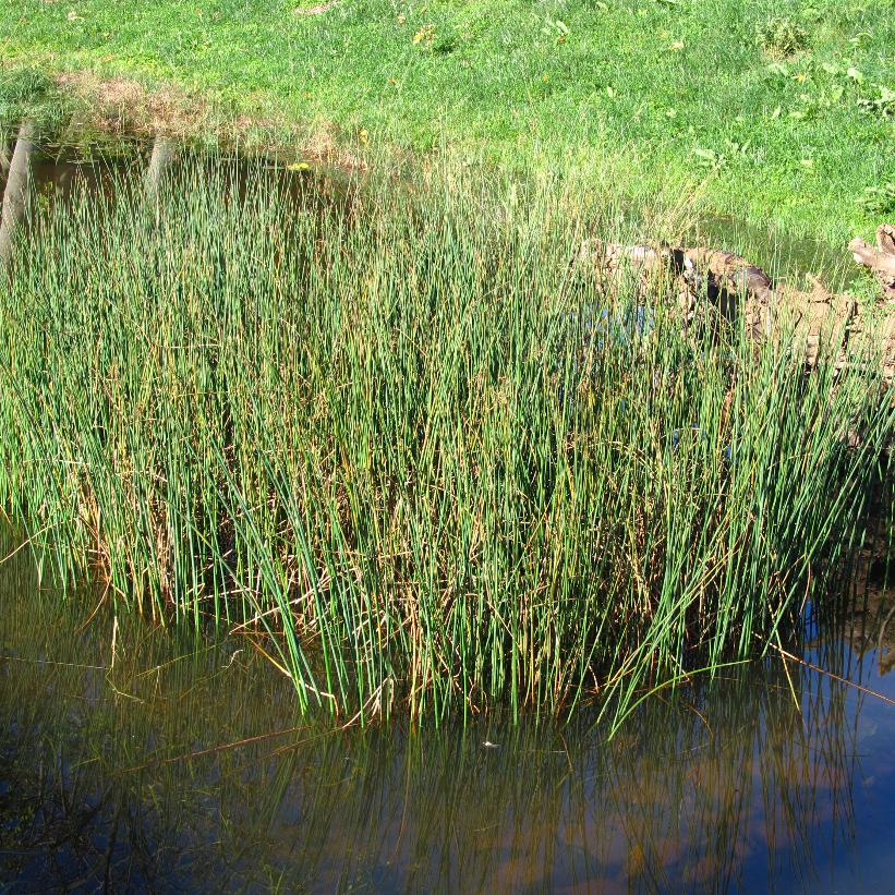 Softstem Bulrush, Great Bulrush