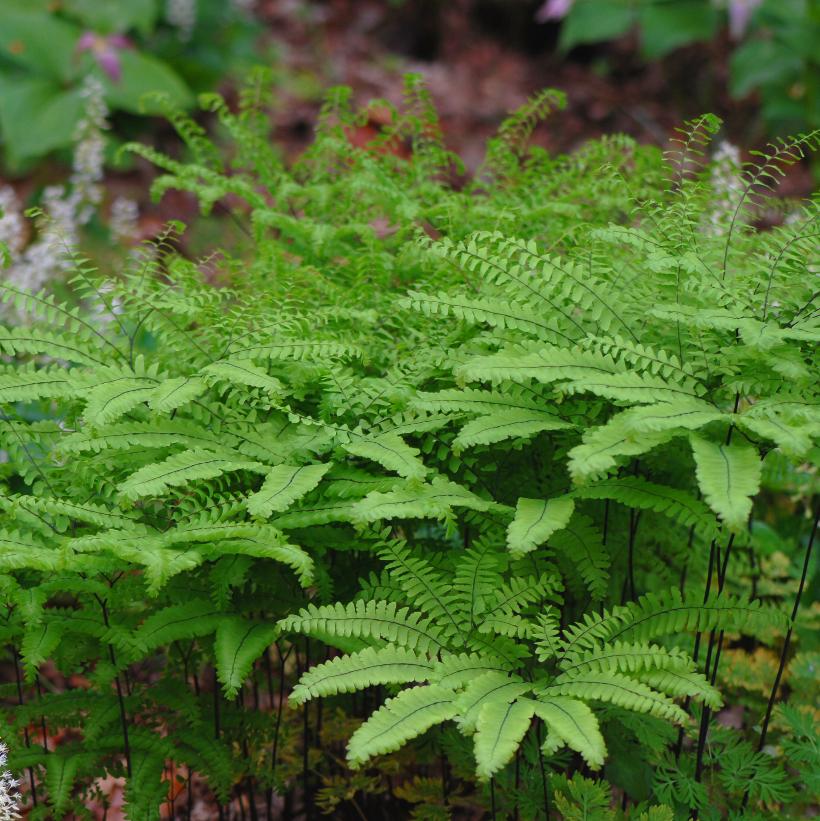 Northern Maidenhair Fern