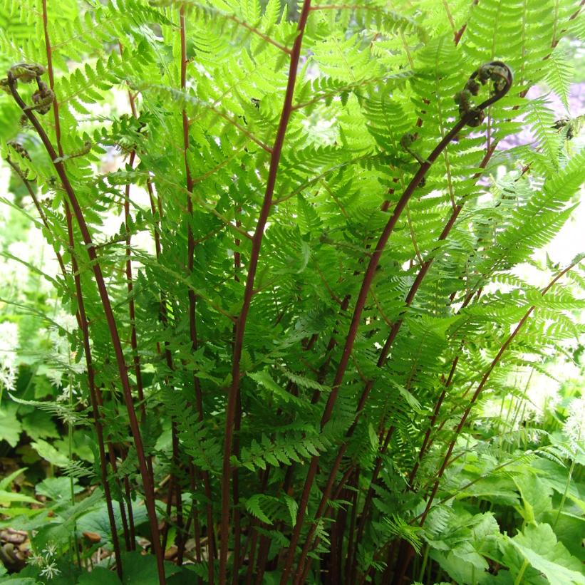 Lady in Red Fern, Northern Lady Fern