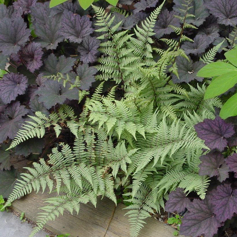 Ghost Fern