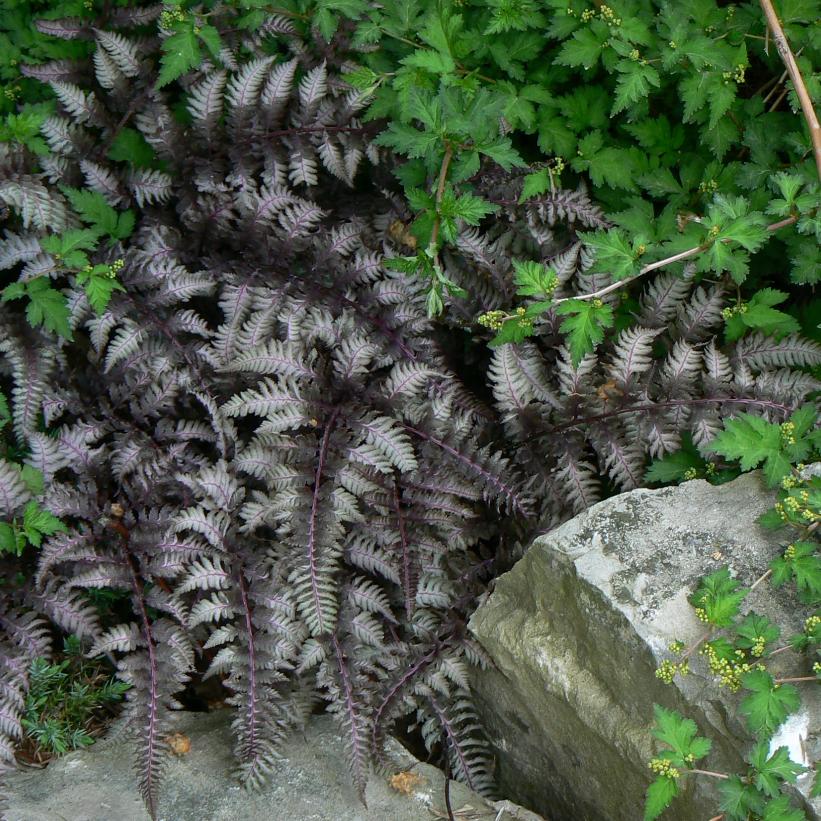 Burgundy Lace Japanese Painted Fern