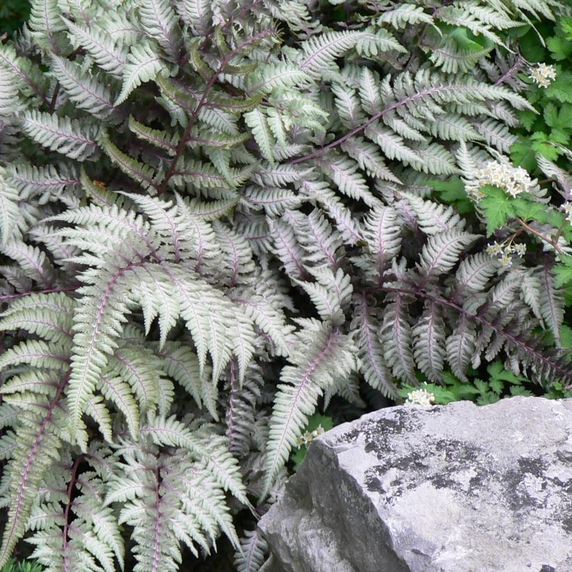 Japanese Painted Fern - Athyrium niponicum &