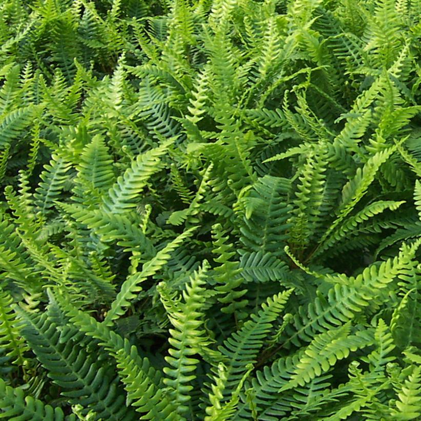 Deer Fern, Hard Fern
