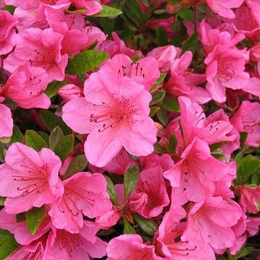 Azalea