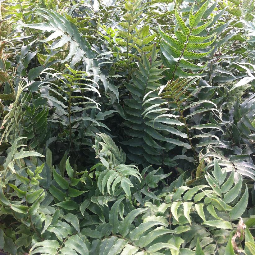 Holly Fern, Fortune&