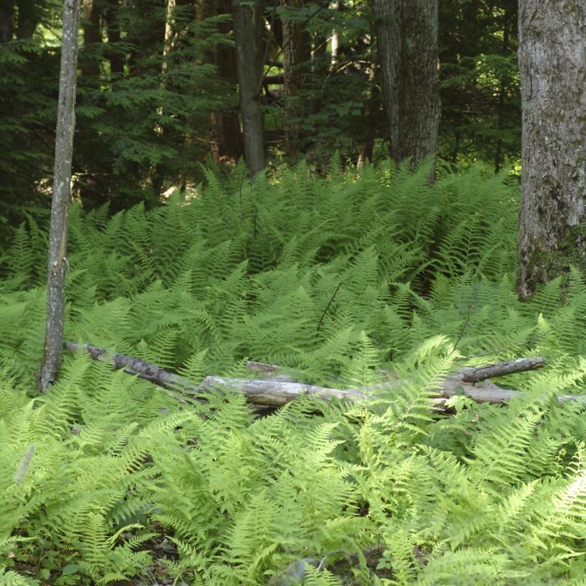 Hay Scented Fern, Cup Fern/ Boulder Fern
