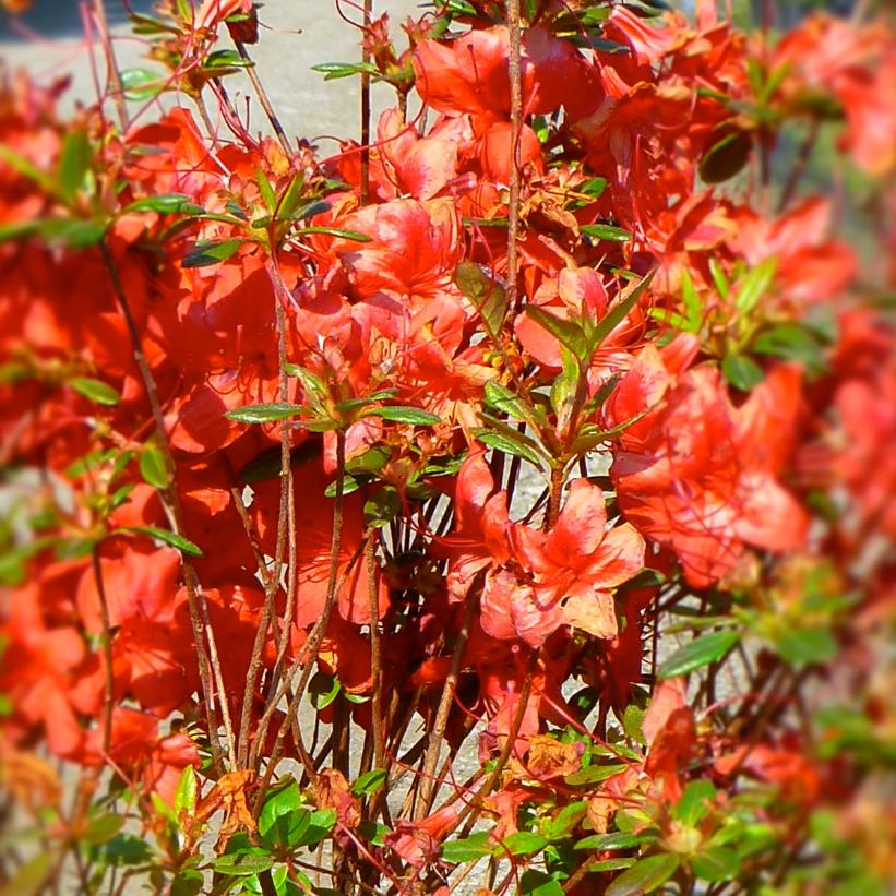 Stewartstonian Azalea