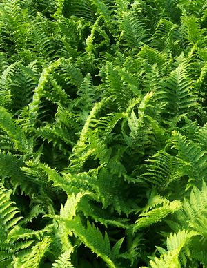Golden Shield Fern, Golden-scaled Male Fern