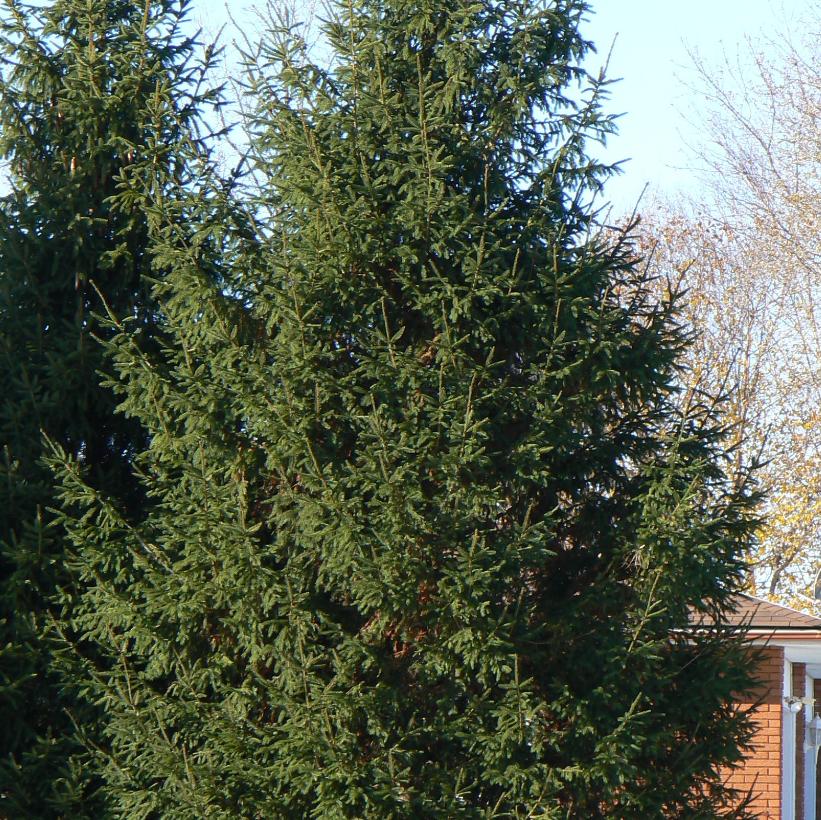 Norway Spruce